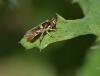 Sphaerophoria rueppelli